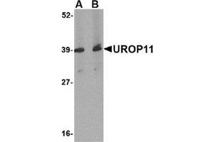 Image no. 1 for anti-Amyloid beta (A4) Precursor Protein-Binding, Family A, Member 1 (APBA1) (Center) antibody (ABIN501114)