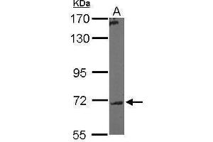Image no. 4 for anti-UDP-N-Acetyl-alpha-D-Galactosamine:polypeptide N-Acetylgalactosaminyltransferase 7 (GalNAc-T7) (GALNT7) (Center) antibody (ABIN2856251)