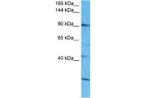 Image no. 1 for anti-Sal-Like 4 (SALL4) (N-Term) antibody (ABIN5517312)