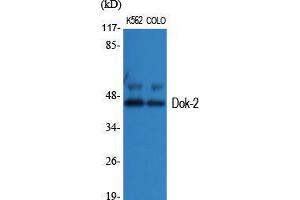 Image no. 2 for anti-DOK2 (DOK2) (Tyr419) antibody (ABIN3184344)