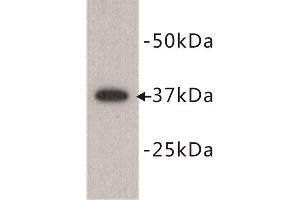 Image no. 1 for anti-Developmental Pluripotency Associated 2 (DPPA2) (N-Term) antibody (ABIN1854881)