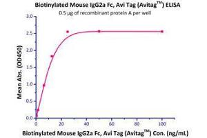 Binding Studies (Bind) image for HEK-293 Cells IgG isotype control (AVI tag,Biotin) (ABIN2870572)