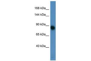 Image no. 1 for anti-Glutamate Receptor, Metabotropic 3 (GRM3) (N-Term) antibody (ABIN2788132)