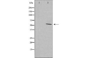 Image no. 1 for anti-serine/arginine-Rich Splicing Factor 11 (SRSF11) antibody (ABIN6258603)