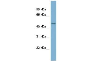 Image no. 2 for anti-Enolase Superfamily Member 1 (ENOSF1) (N-Term) antibody (ABIN2786994)