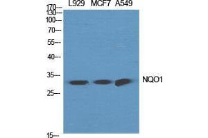 Image no. 2 for anti-NAD(P)H Dehydrogenase, Quinone 1 (NQO1) (C-Term) antibody (ABIN3185953)