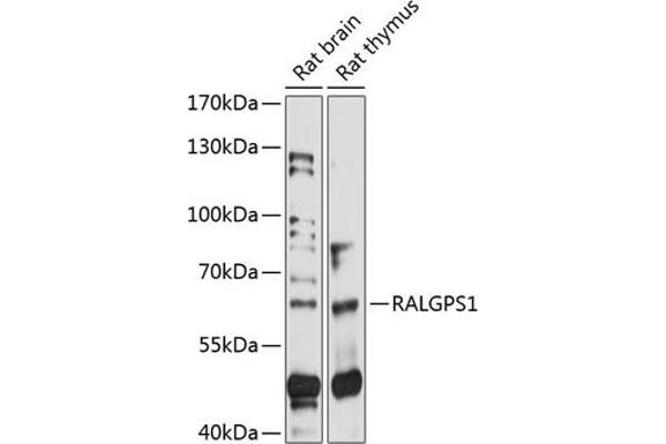 RALGPS1 抗体  (AA 1-300)