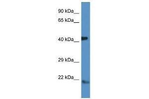 Image no. 1 for anti-ADP-Ribosylation Factor 4 (ARF4) (N-Term) antibody (ABIN928828)