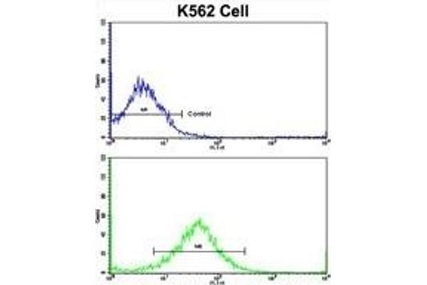 FPGS antibody  (AA 304-330)