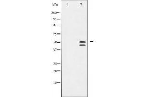 Image no. 3 for anti-Vasodilator-Stimulated phosphoprotein (VASP) (pSer239) antibody (ABIN6255118)