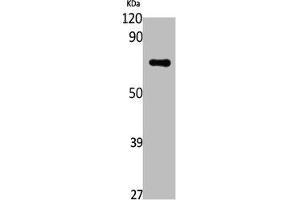 POLE2 antibody  (Internal Region)