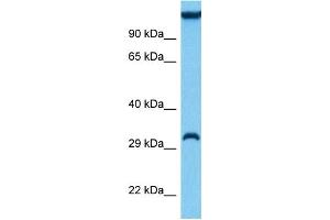 Image no. 3 for anti-E3 Ubiquitin-Protein Ligase SIAH1 (SIAH1) (N-Term) antibody (ABIN2778297)
