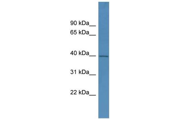 PHYHIPL antibody  (C-Term)