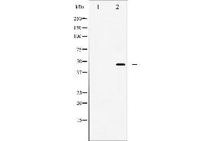 Image no. 10 for anti-Jun Proto-Oncogene (JUN) (pThr91) antibody (ABIN6256604)