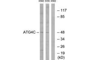 Image no. 2 for anti-Autophagy related 4C Cysteine Peptidase (ATG4C) (AA 21-70) antibody (ABIN1534813)