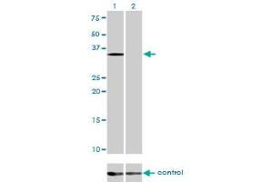 Image no. 5 for anti-Eukaryotic Translation Initiation Factor 2 Subunit 1 (EIF2S1) (AA 1-315) antibody (ABIN560711)