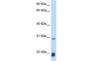 Image no. 1 for anti-Achaete-scute complex protein T5 (AC) (N-Term) antibody (ABIN630551)