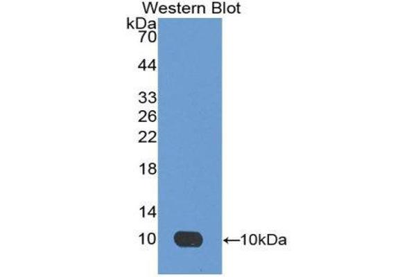 anti-Apelin (APLN) (AA 24-77) antibody