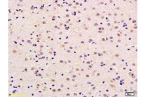Image no. 1 for anti-Neurotrophin 4 (NTF4) (AA 121-210) antibody (ABIN725615)