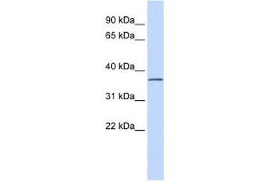 Image no. 1 for anti-Leucine Rich Repeat Containing 25 (LRRC25) (N-Term) antibody (ABIN635497)