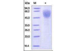 Image no. 2 for CD27 Molecule (CD27) (AA 21-192) (Active) protein (Fc Tag) (ABIN2180735)