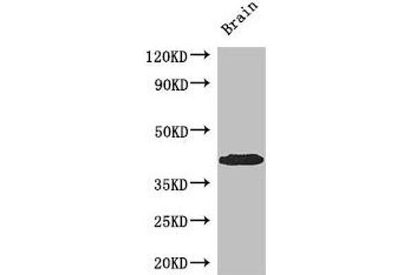 SPDEF/PSE antibody  (AA 145-247)