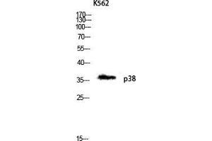Image no. 3 for anti-Mitogen-Activated Protein Kinase 14 (MAPK14) (Ser272) antibody (ABIN3186259)