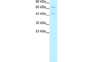 Image no. 4 for anti-Forkhead Box P3 (FOXP3) (N-Term) antibody (ABIN2777561)
