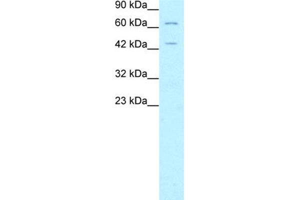 FOXP3 Antikörper  (N-Term)