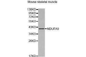 Image no. 1 for anti-NADH Dehydrogenase (Ubiquinone) 1 alpha Subcomplex, 9, 39kDa (NDUFA9) antibody (ABIN5664241)