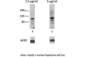 Image no. 4 for anti-Aryl Hydrocarbon Receptor (AHR) (N-Term) antibody (ABIN2777386)