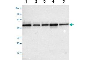 Image no. 1 for anti-Target of Myb 1 (TOM1) antibody (ABIN5589920)