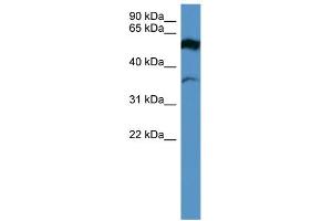 Image no. 1 for anti-Fascin 2 (FSCN2) (Middle Region) antibody (ABIN2788215)