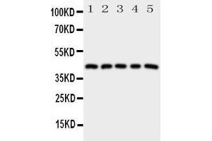 Image no. 1 for anti-Prostaglandin E Receptor 1 (Subtype EP1), 42kDa (PTGER1) (AA 387-404), (C-Term) antibody (ABIN3043155)