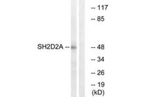 Image no. 1 for anti-SH2 Domain Protein 2A (SH2D2A) (AA 211-260) antibody (ABIN1535362)