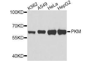 Image no. 1 for anti-Pyruvate Kinase M1/2 (PKM) antibody (ABIN5996865)