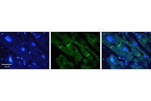 Image no. 2 for anti-Ceramide Synthase 2 (CERS2) (N-Term) antibody (ABIN2781175)