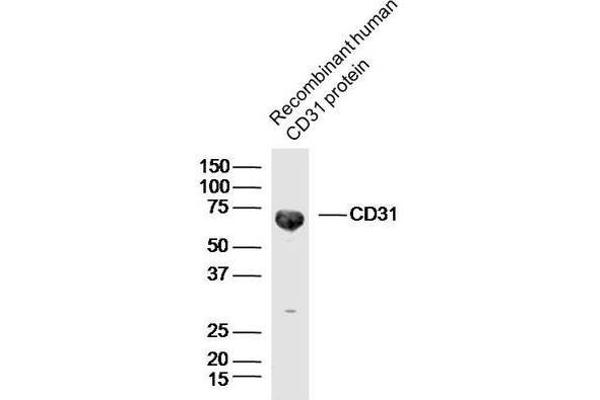 CD31 anticorps  (AA 601-680)