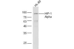 Image no. 2 for anti-Hypoxia Inducible Factor 1, alpha Subunit (Basic Helix-Loop-Helix Transcription Factor) (HIF1A) (AA 351-400) antibody (ABIN672546)