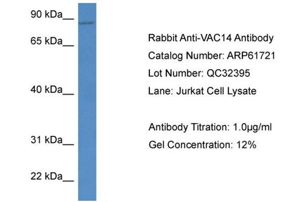 anti-Vac14 Homolog (VAC14) (C-Term) antibody
