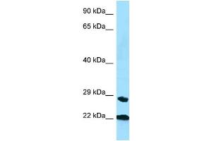Image no. 1 for anti-Peptidylprolyl Isomerase C (Cyclophilin C) (PPIC) (N-Term) antibody (ABIN2781834)