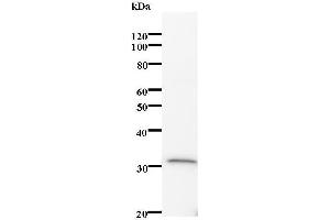 Image no. 1 for anti-Interferon-Induced Protein 35 (IFI35) antibody (ABIN932484)