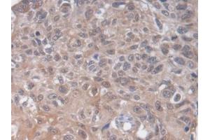 HS2ST1 antibody  (AA 29-356)