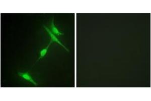 Image no. 3 for anti-Mitogen-Activated Protein Kinase 8 Interacting Protein 1 (MAPK8IP1) (AA 69-118) antibody (ABIN1532633)