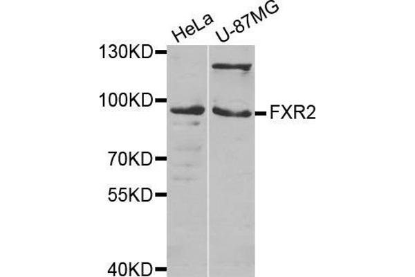 FXR2 anticorps  (AA 550-650)