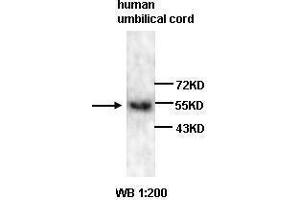 Image no. 1 for anti-Vascular Endothelial Growth Factor (VEGF) (N-Term) antibody (ABIN1856919)