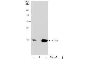 IP Image Immunoprecipitation of COX4 protein from 293T whole cell extracts using 5 μg of COX4 antibody, Western blot analysis was performed using COX4 antibody, EasyBlot anti-Rabbit IgG  was used as a secondary reagent.