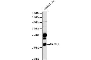 NAP1L5 Antikörper  (AA 30-120)