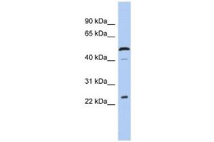 Image no. 1 for anti-Chromosome 1 Open Reading Frame 190 (C1orf190) (Middle Region) antibody (ABIN632875)