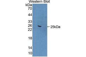 FNBP1 抗体  (AA 348-529)